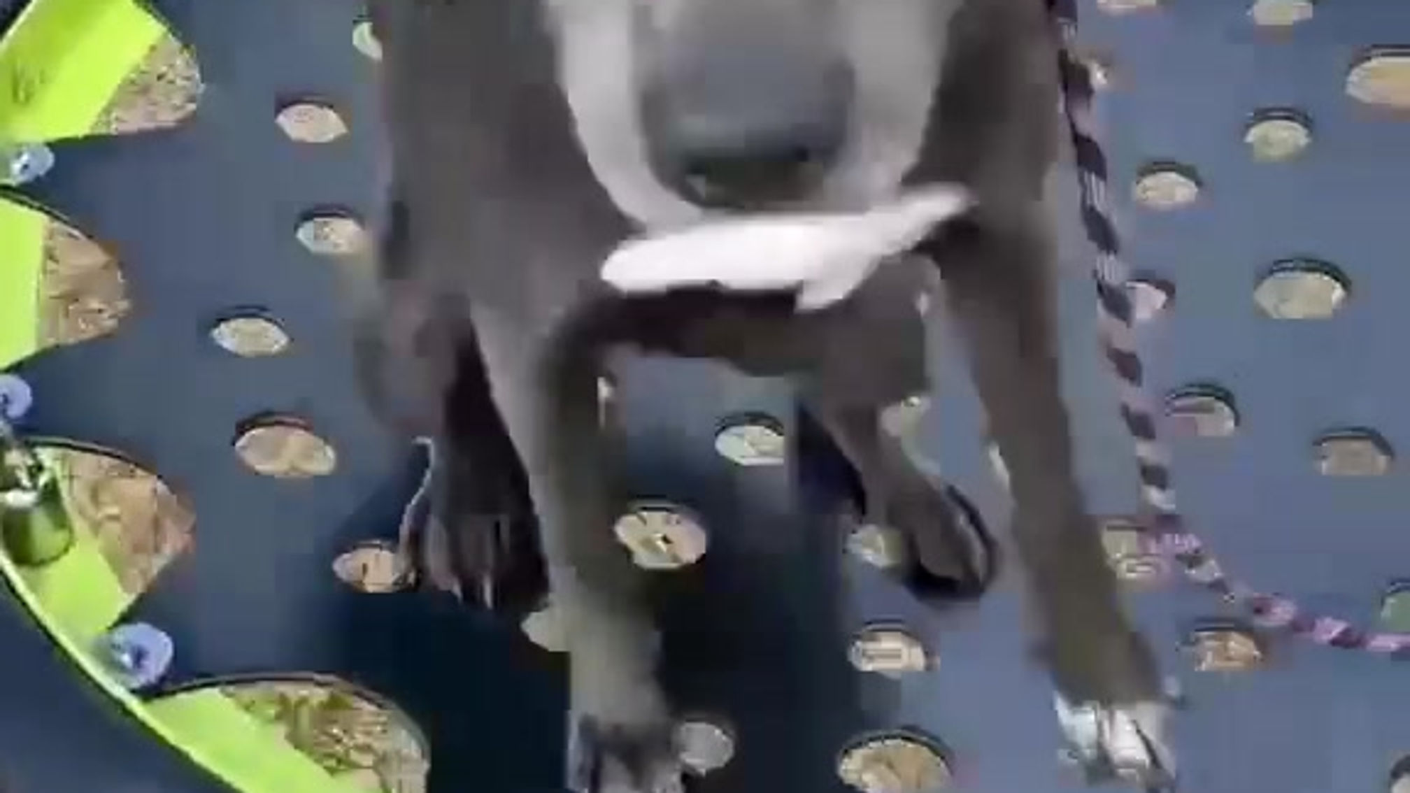 Playground fun and recall